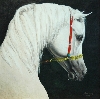 Werk 'Arabisches Pferd' von 'Stanislaw Achrem'