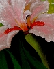 Detail 2 von 'Rosa Iris'