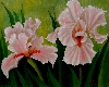 'Rosa Iris' in Vollansicht
