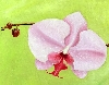 Detail 1 von 'Orchidee'