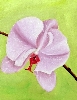 Detail 2 von 'Orchidee'