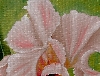 Detail 4 von 'Rosa Iris'
