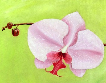 'Orchidee' in Grossansicht