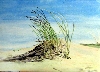 Strandhafer  von Kamilla Wildberg