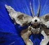 Detail 4 von 'Butterfly'