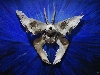 Werk 'Butterfly' von 'Peter Libera'