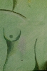 Detail 1 von 'Green Lady'