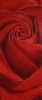 Rote Rose von Elke Sommer