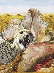 Wste mit Gepard
