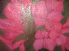 Werk 'rhododendron ' von 'thea laresser'