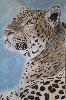 pinselwelt / chinesischer Leopard
