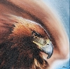 Werk 'Bald Eagle' von 'Marcel Gerber'