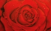 'Red Rose' in Vollansicht