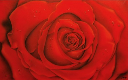 'Red Rose' in Grossansicht
