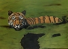 ulischoeppi / Swimming Tiger 