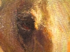 Detail 2 von 'Arabisches Pferd am Meer'
