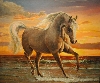 Arabisches Pferd am Meer von Stanislaw Achrem