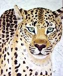 'Der Leopard ' von 'Annett Tropschug'