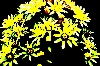 'Sukulente mit gelben Blüten' in Vollansicht