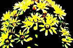 Sukulente mit gelben Blüten