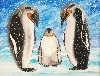 Boo / Pinguine im Schnee
