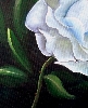 Detail 2 von 'Rose wei'