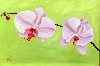 Orchidee von Christa Leyer