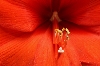 Werk 'Amaryllis 1 ' von 'Dan Kollmann'