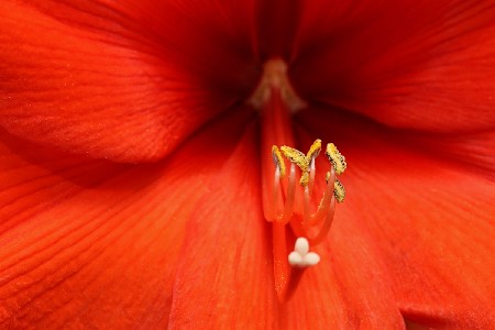 'Amaryllis 1 ' in Grossansicht