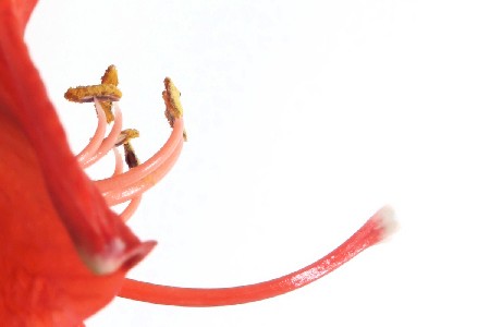 'Amaryllis 2' in Grossansicht