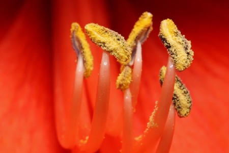 'Amaryllis 1 ' in Grossansicht