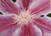 Clematisblüte  von Henriette Nagel