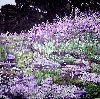 Sommertraum in lila  von Henriette Nagel