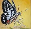 Schmetterling 1 von Mamuré Markovic