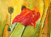 Mamure / rote Blüte