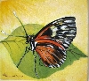 'Schmetterling 2' in Vollansicht
