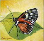 Schmetterling 2