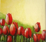 Tulpen