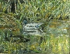 Sena / Ente im Spreewald 