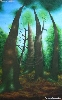 TamaraValdovino / Native Forest