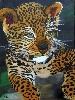 Junger_Leopard  von Angelika Doelling