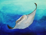 Manta 