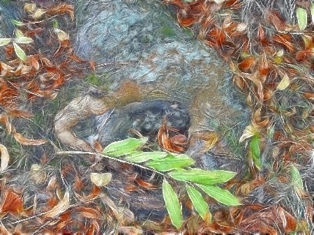 'Blicuxosta (Fractal Forest Ground)' in Grossansicht