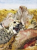 Werk 'Wüste mit Gepard' von 'Heinz Sterzenbach'