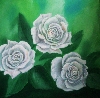 weisse-Rosen-2011-33+