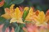 orfeudesantateresa / Pflanzen - planta IMG 7532