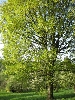 orfeudesantateresa / Bäume - árvores IMG 0185
