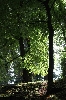 orfeudesantateresa / Bäume - árvores IMG 8706