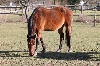 orfeudesantateresa / Tiere - animais IMG 6623