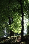 Bäume - árvores IMG 8706